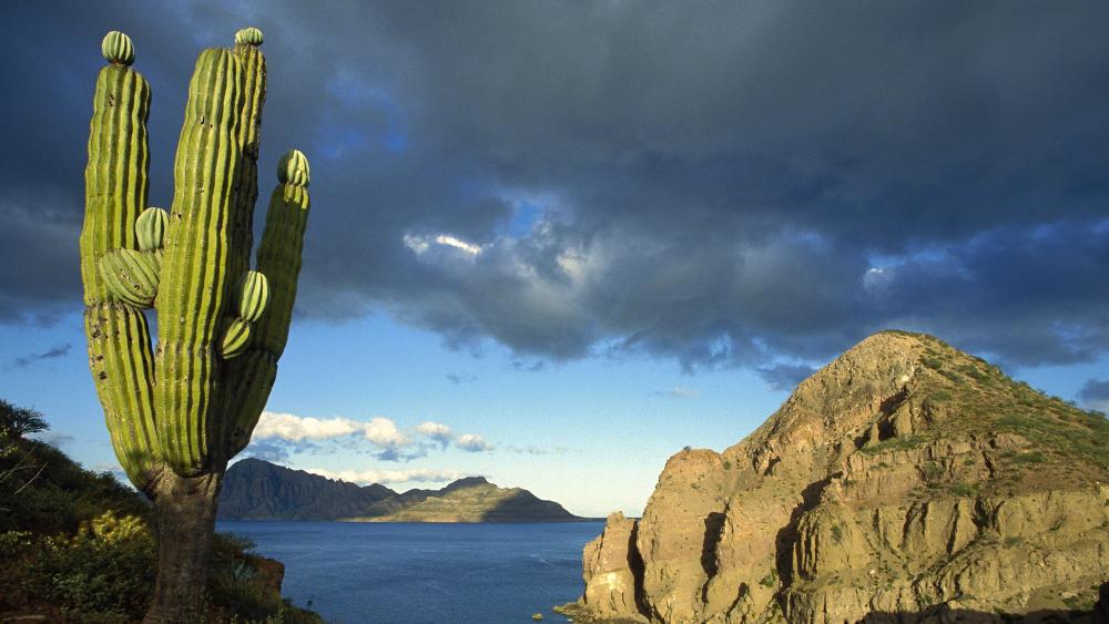Cactus and Cliffs in Baja California's Coastal Beauty wallpaper
