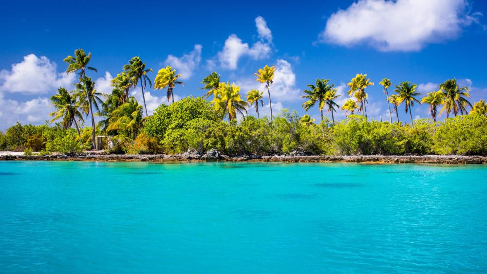 Tropical Paradise by the Turquoise Sea wallpaper