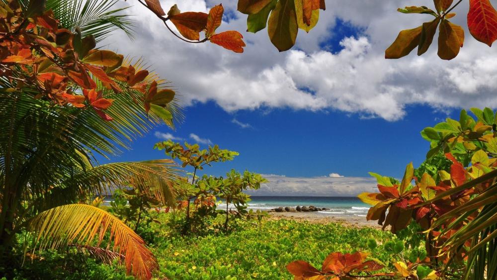 Vibrant Tropical Paradise by the Sea wallpaper