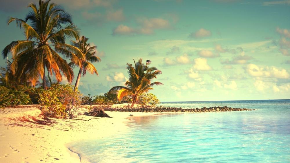 Sunlit Tropical Paradise on a Serene Beachfront wallpaper