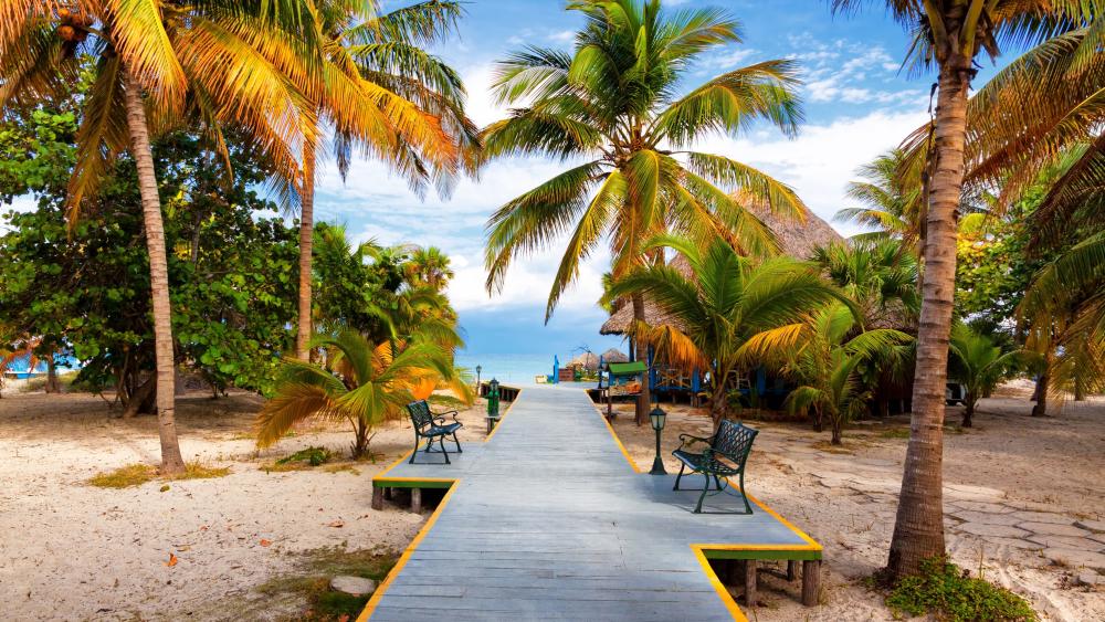 Tropical Paradise Escape on a Sunny Beach Boardwalk wallpaper