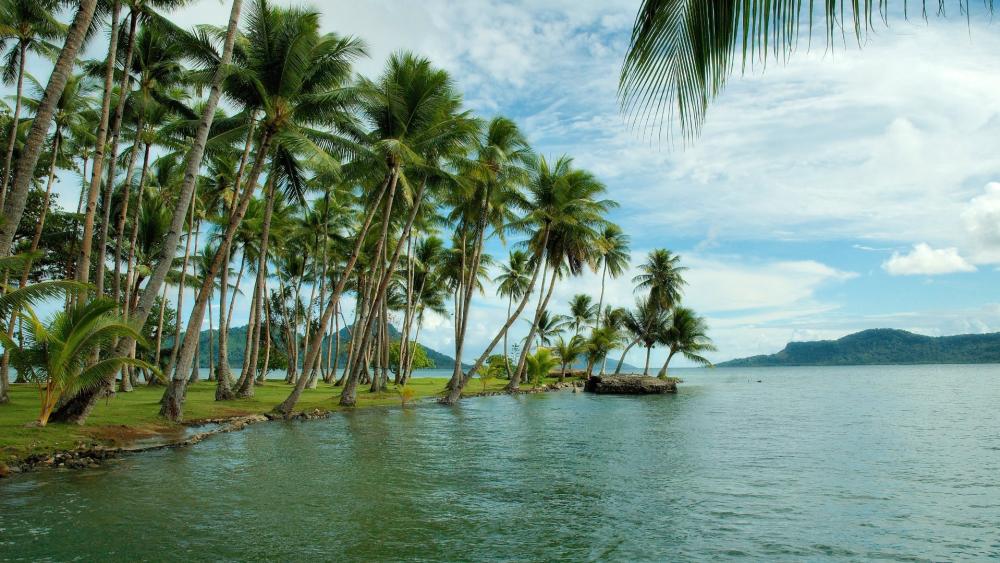 Tropical Paradise Under Swaying Palms wallpaper