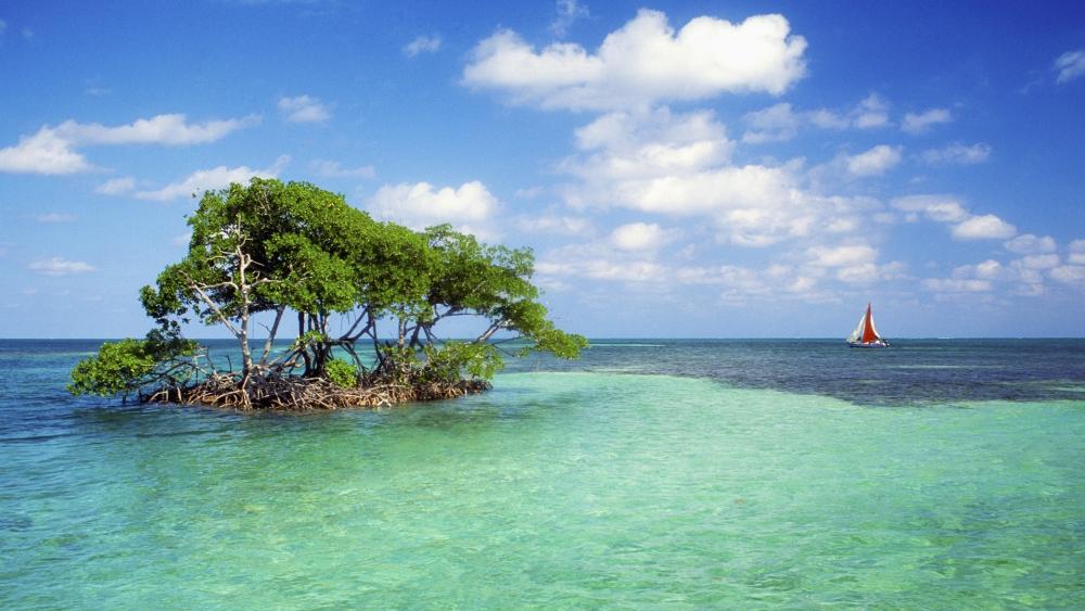 Mangrove Oasis in the Caribbean Sea wallpaper