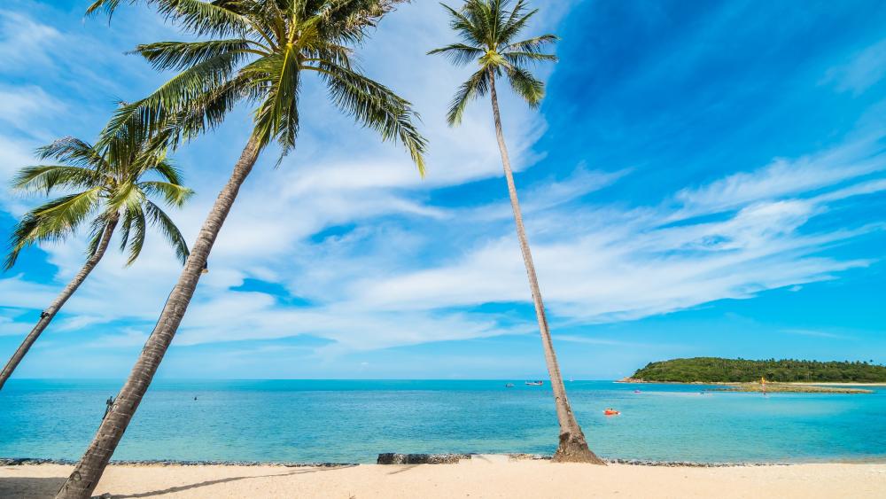 Tropical Paradise with Serene Beach Bliss wallpaper