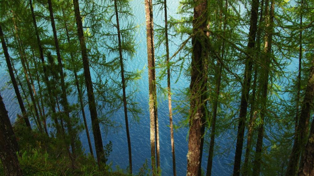 Serene Pines Overlooking Pristine Lake wallpaper