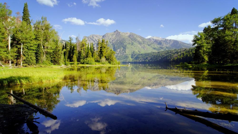 Tranquil Reflection in the Wild wallpaper
