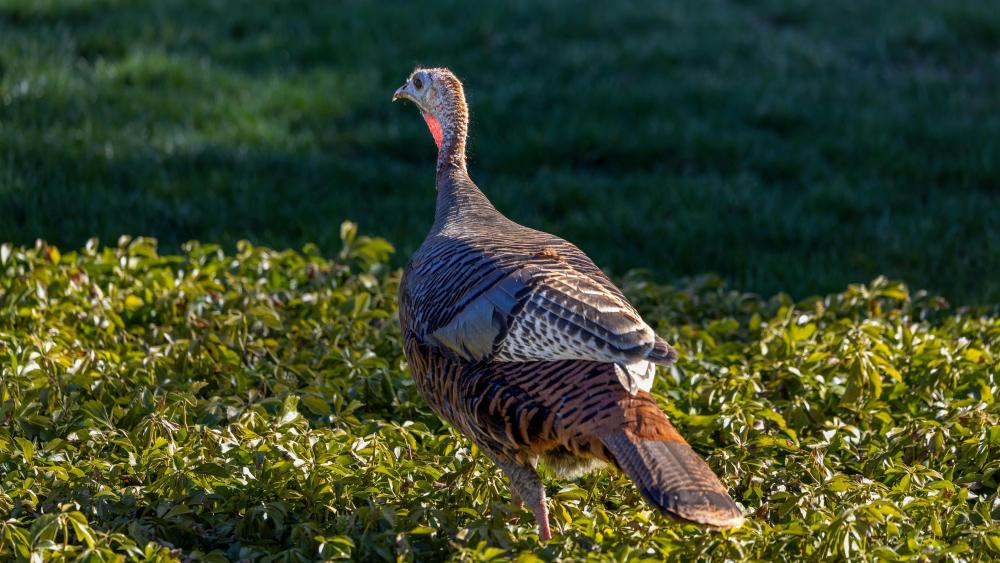 Wild Turkey in Vibrant Habitat wallpaper