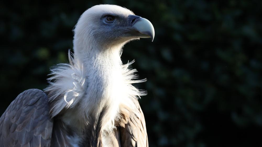 Vulture in Majestic Profile wallpaper