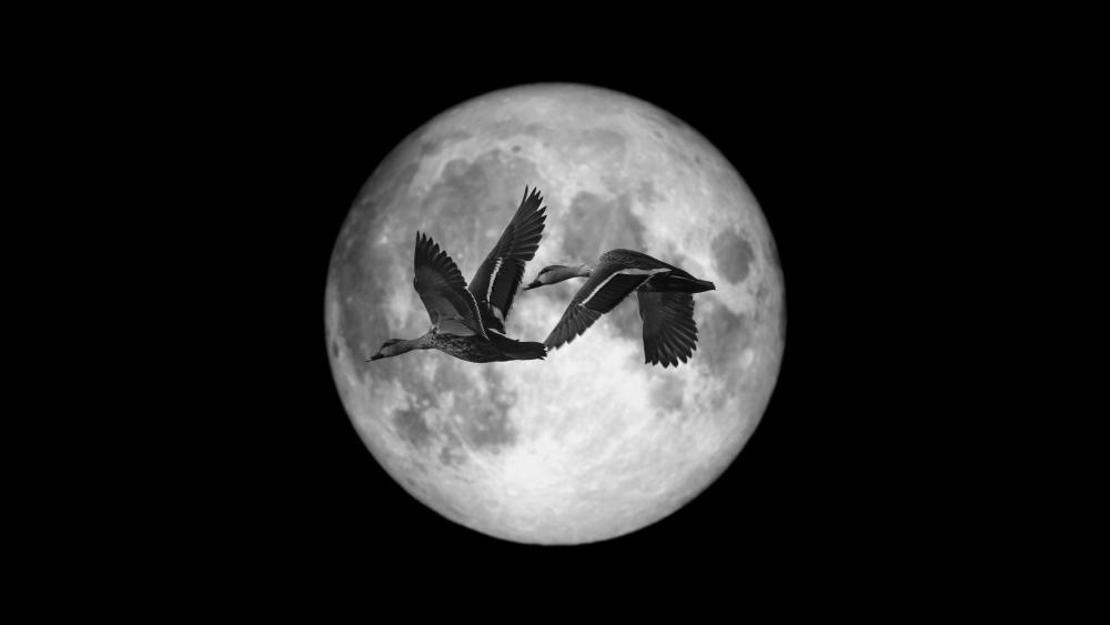 Moonlit Flight of the Mallards wallpaper