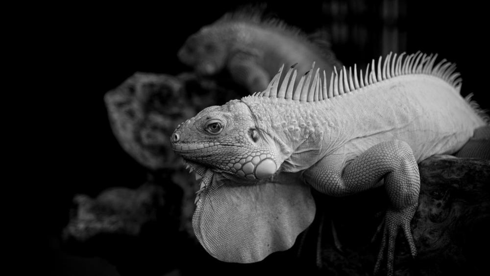 Monochrome Majesty of Iguanas wallpaper
