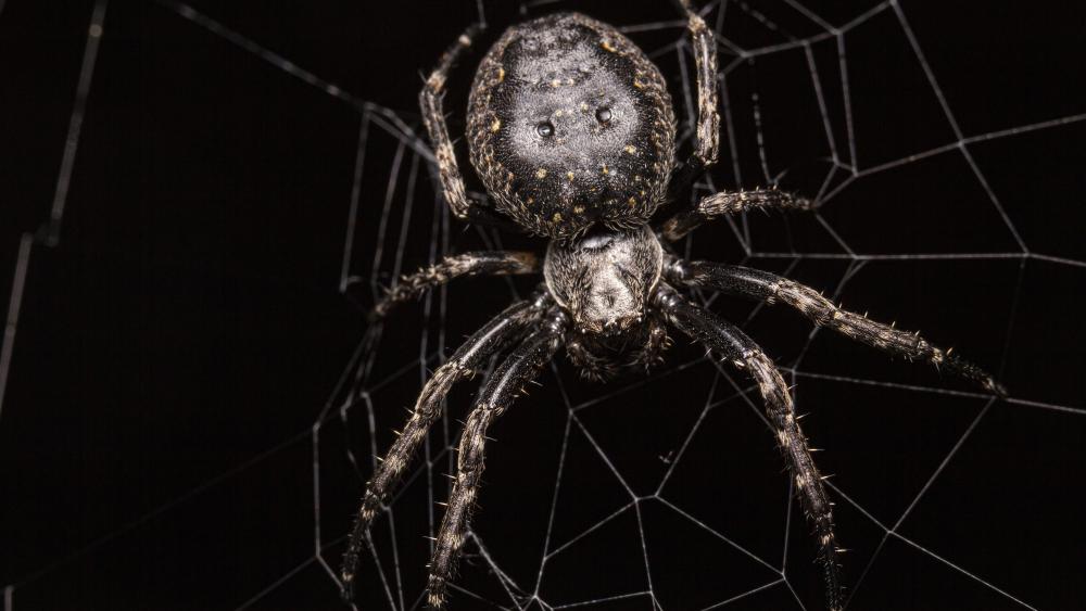 Enigmatic Arachnid in the Shadows wallpaper