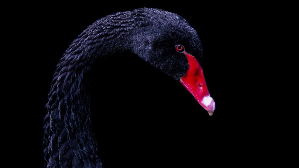 Majestic Elegance of the Black Swan wallpaper