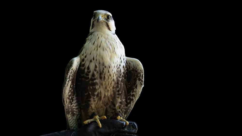 Majestic Buzzard on Black Background wallpaper