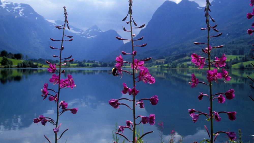 Mountain Reflections in a Floral Bliss wallpaper