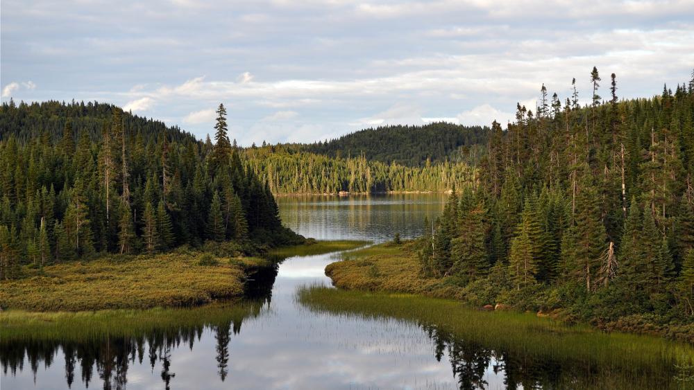 Tranquil Forest Reflections by the Lake wallpaper