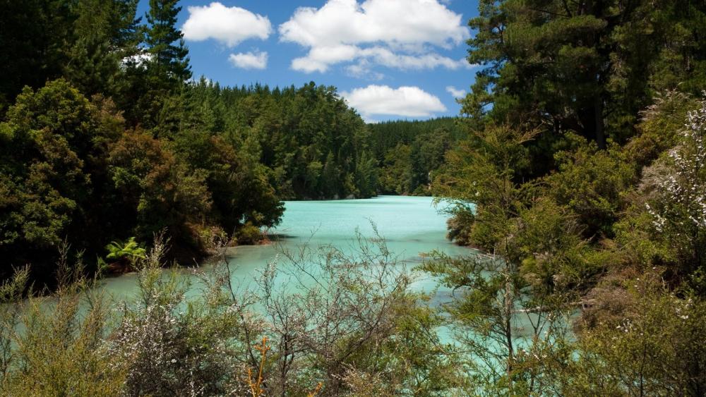 Tranquil Waters Amidst Lush Forest wallpaper