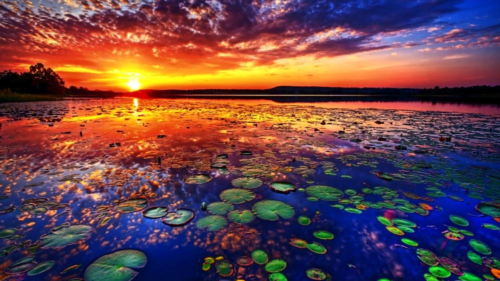 Sunset Symphony Over Lotus Lake wallpaper