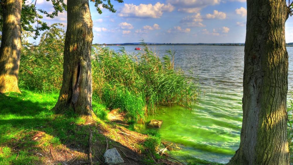 Summer Tranquility by the Lakeshore wallpaper