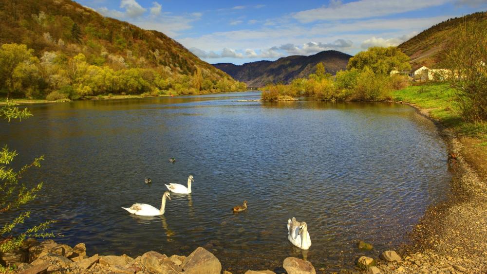 Serene Swans on a Scenic Riverbank wallpaper