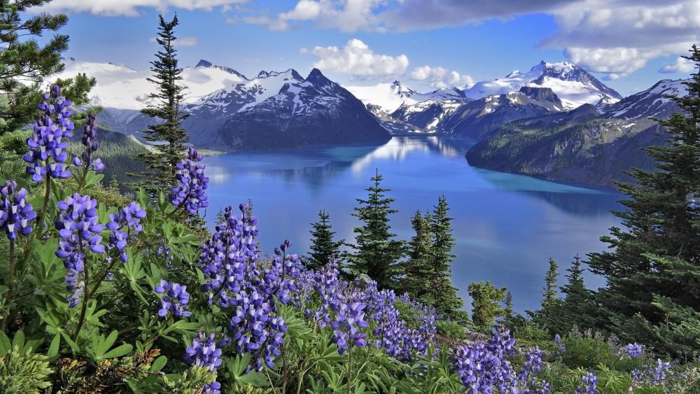 Serene Beauty of Garibaldi Provincial Park wallpaper