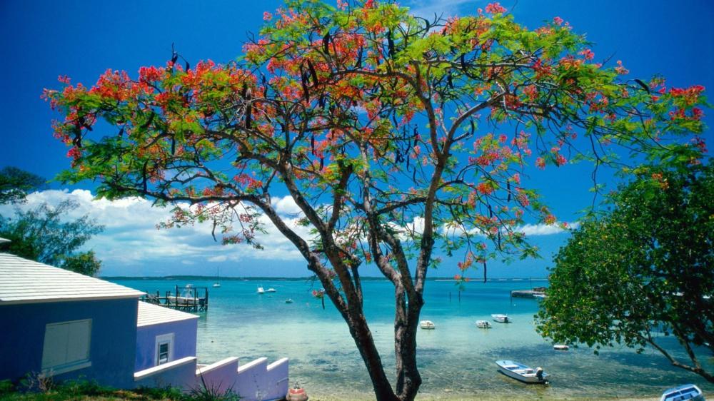 Vibrant Tropical Shoreline with Blossoming Tree wallpaper