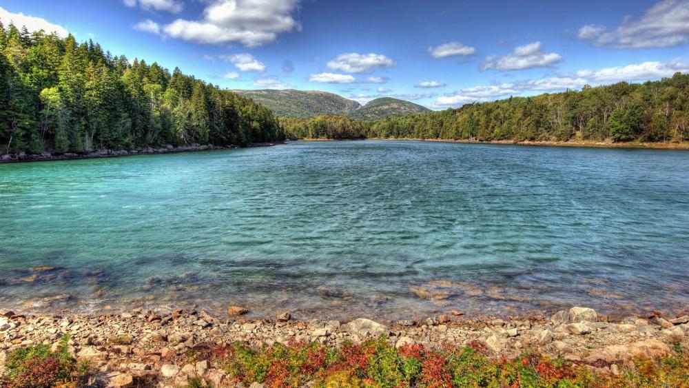Tranquil Lake with Verdant Forest View wallpaper