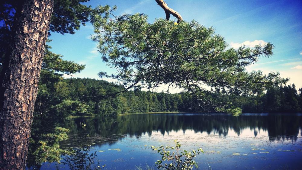Tranquil Summer by the Lakeside wallpaper