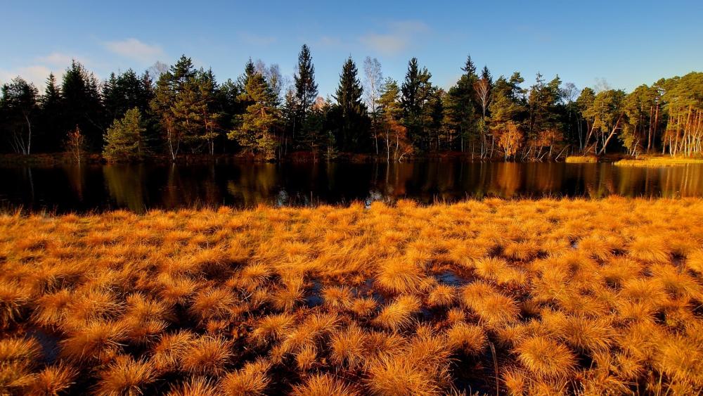 Golden Grasses by the Tranquil Lake wallpaper