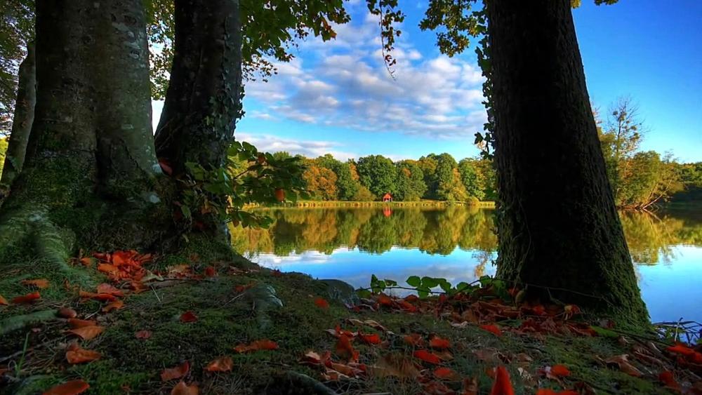 Nature's Quiet Reflection wallpaper