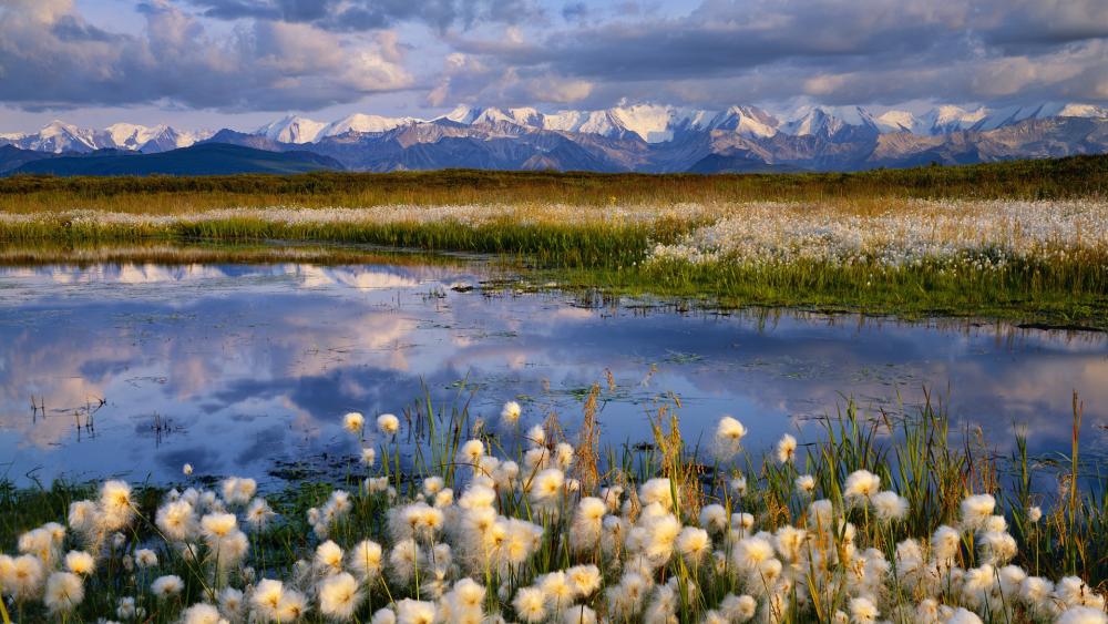 Cotton Field Reflections in Serene Wetlands wallpaper