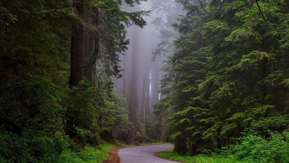 Mystical Forest Pathway in the Mist wallpaper