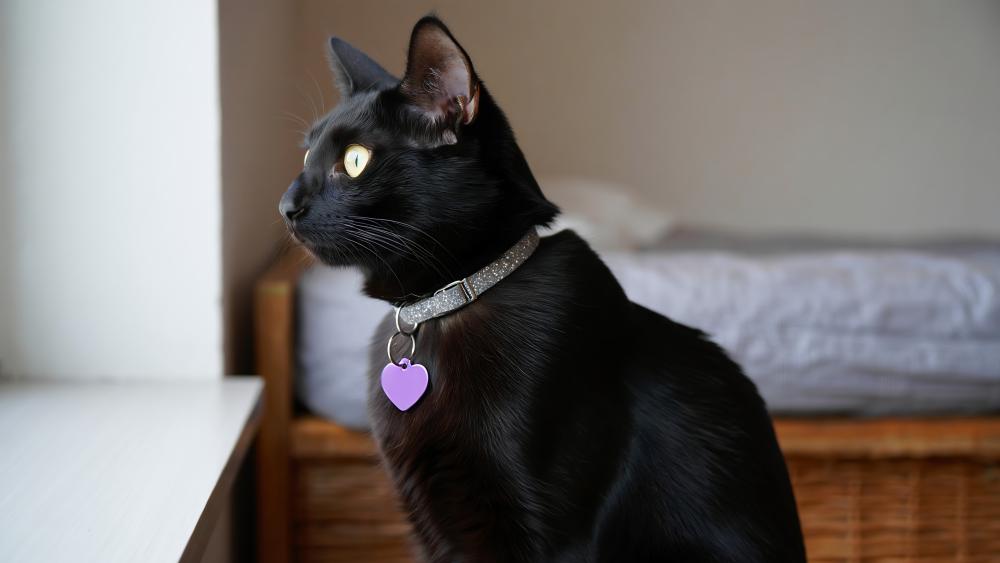 Guard Cat wallpaper