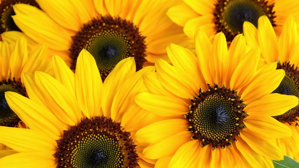 Sunflowers in Full Bloom AI Art Masterpiece wallpaper