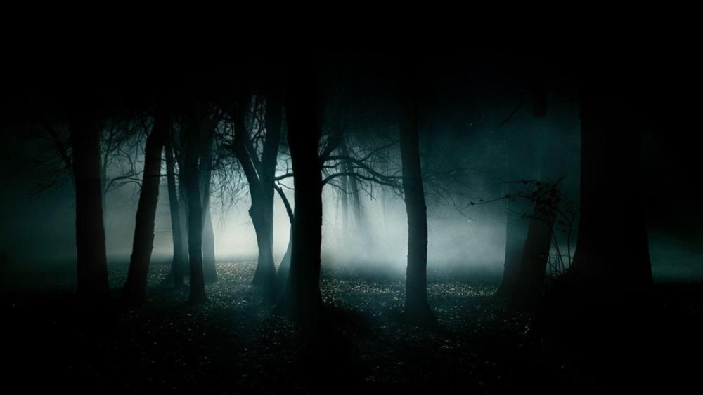 Dark Enchantment of a Misty Forest wallpaper
