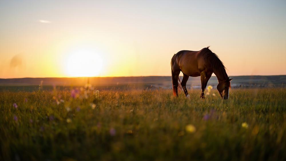 Grazing Serenity at Sunset wallpaper