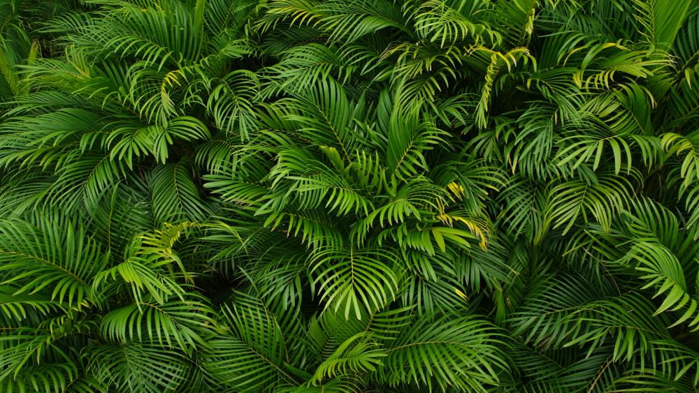 Lush Green Paradise wallpaper