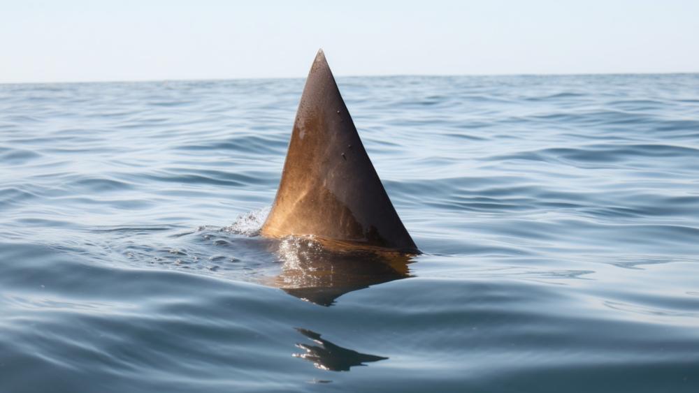 Shark Fin Rising in Tranquil Ocean Scene wallpaper