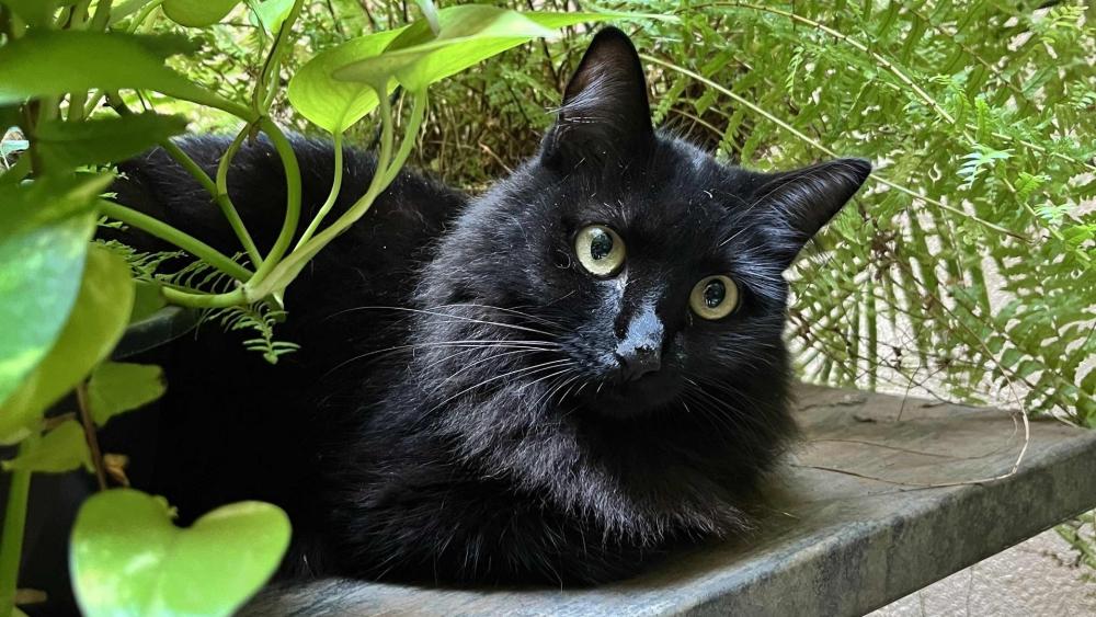 Mysterious Black Cat Among Greenery wallpaper
