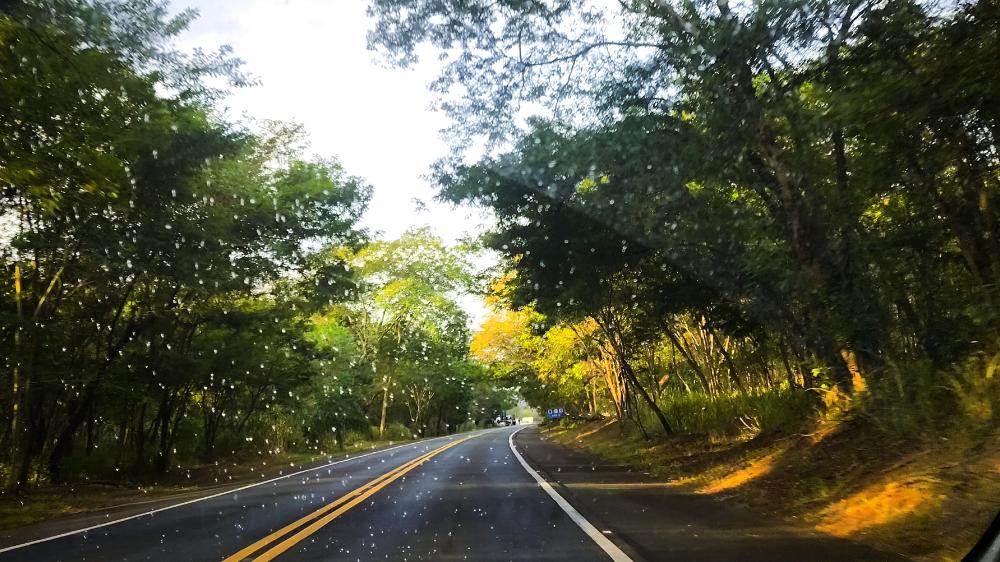 Serene Journey Through a Green Canopy wallpaper