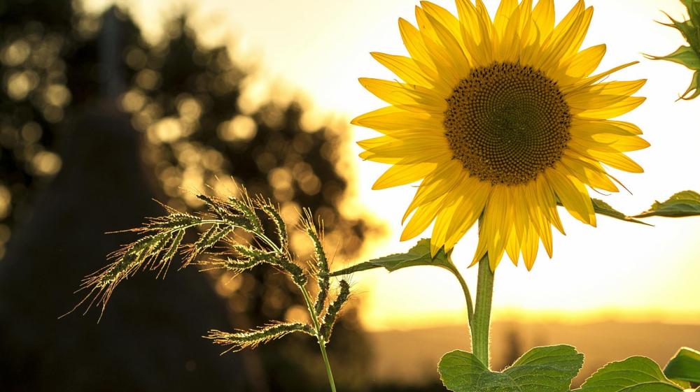 Sunlit Symphony of a Radiant Sunflower wallpaper