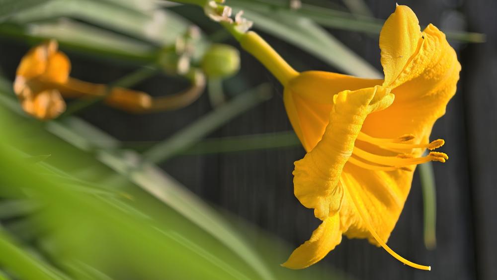 Wallpaper from flowers category
