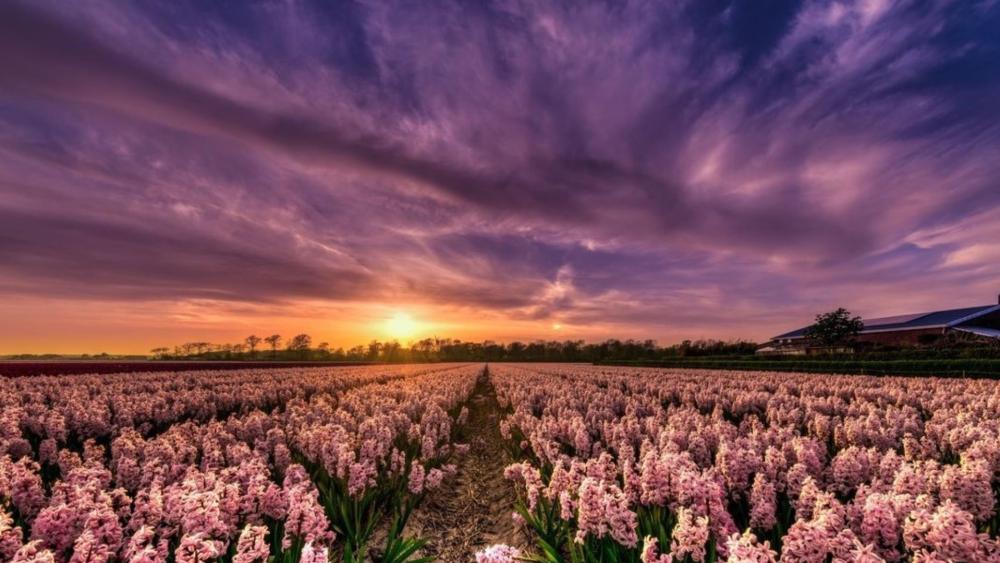 Hyacinth Blooms Under a Majestic Sunset wallpaper
