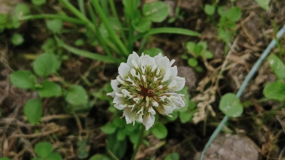 White Clover Serenity in Nature's Embrace wallpaper