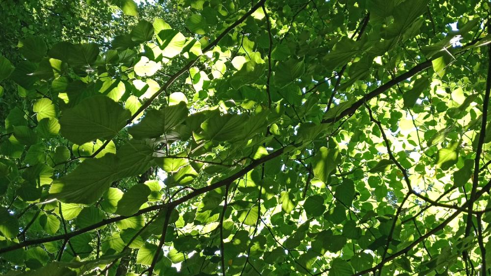 Lush Canopy Embracing Sunlit Serenity wallpaper