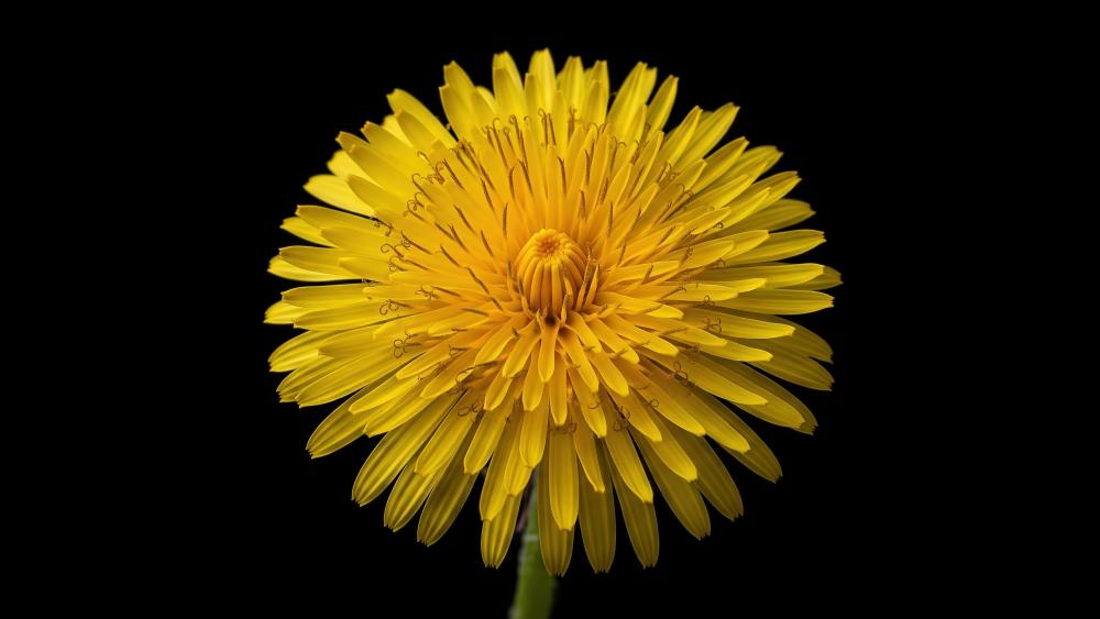 Radiant Dandelion on a Dark Canvas wallpaper