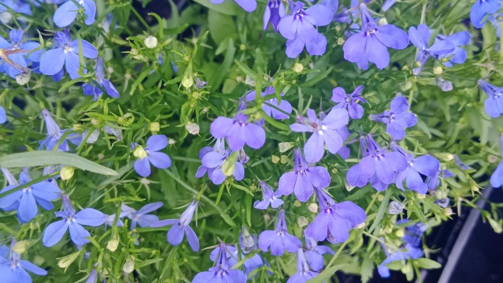 Delicate Blue Lobelia Blooms in Abundance wallpaper