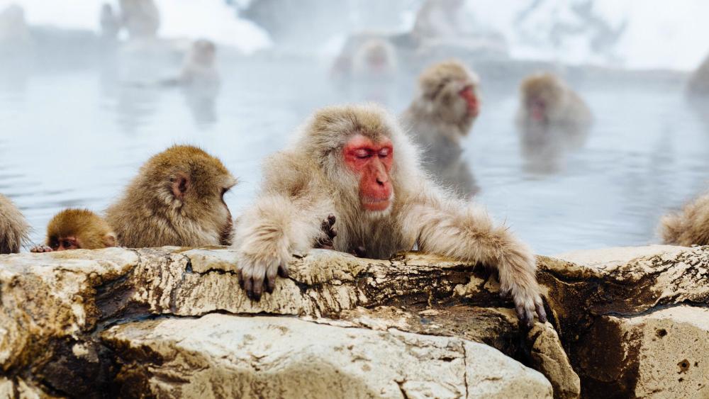 Japanese Macaques Enjoying a Hot Spring Retreat wallpaper
