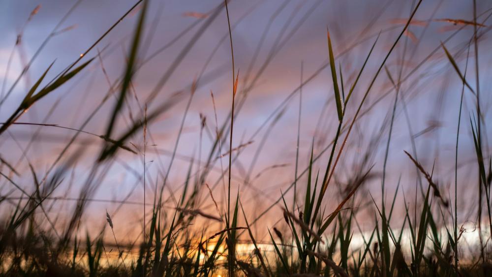 Dusk Serenity Through Grassy Silhouettes wallpaper