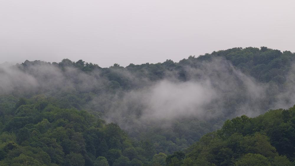 Mist-Embraced Hillside in Serene Forest Landscape 4k wallpaper