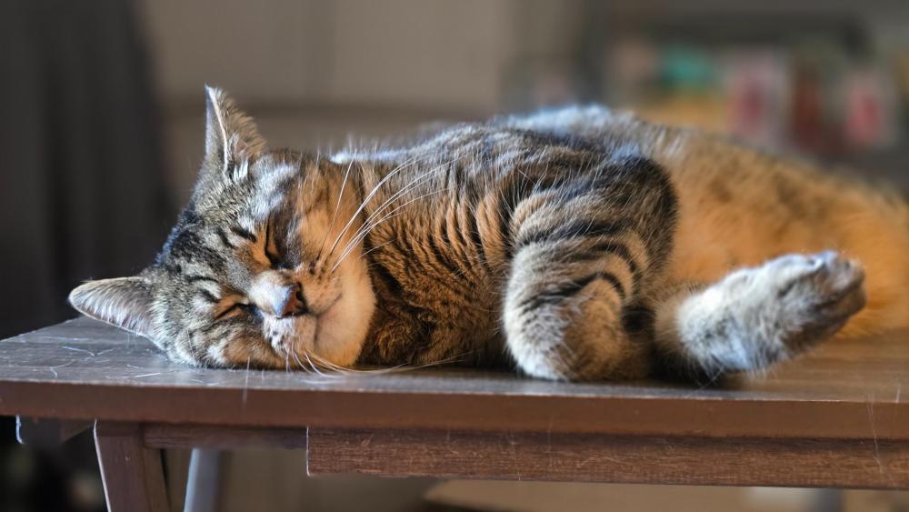 Cat Sleeping  wallpaper